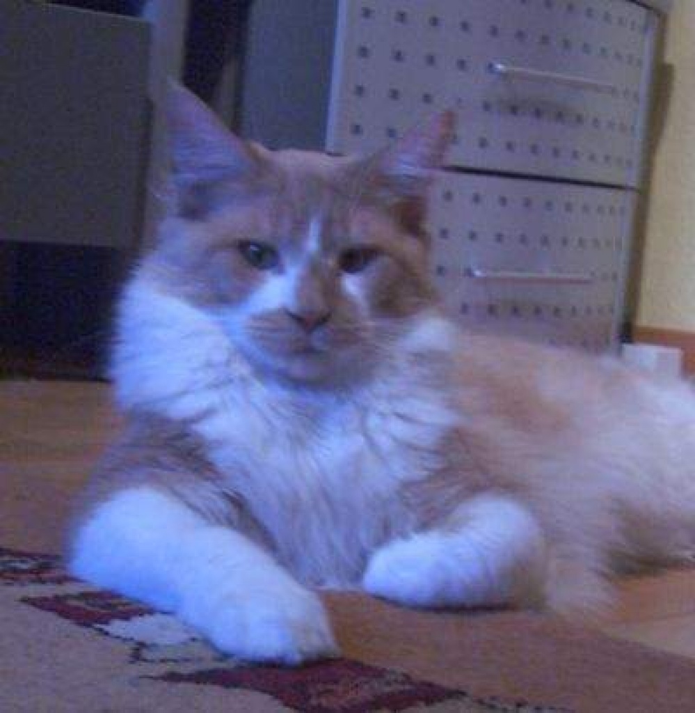 Maine Coon Kastrat 1 Jahr alt! Creme-smoke-white! - Maine Coon - Hagen / Breckerfeld