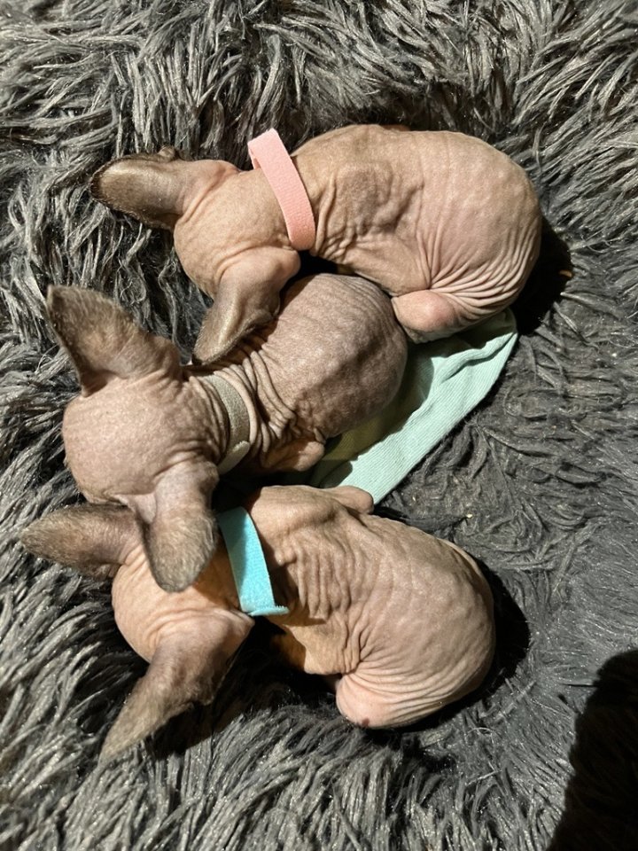 Wunderschöne Kitten suchen liebevolles Zuhause ab Ende des Monats - Sphynx - Hannover