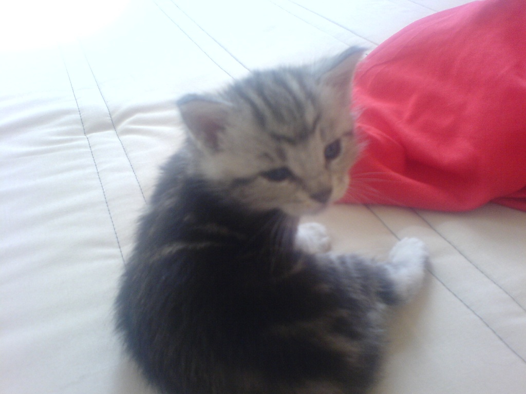 5 Main Coon Mix Kitten abzugeben - Mischling - Ibbenbüren
