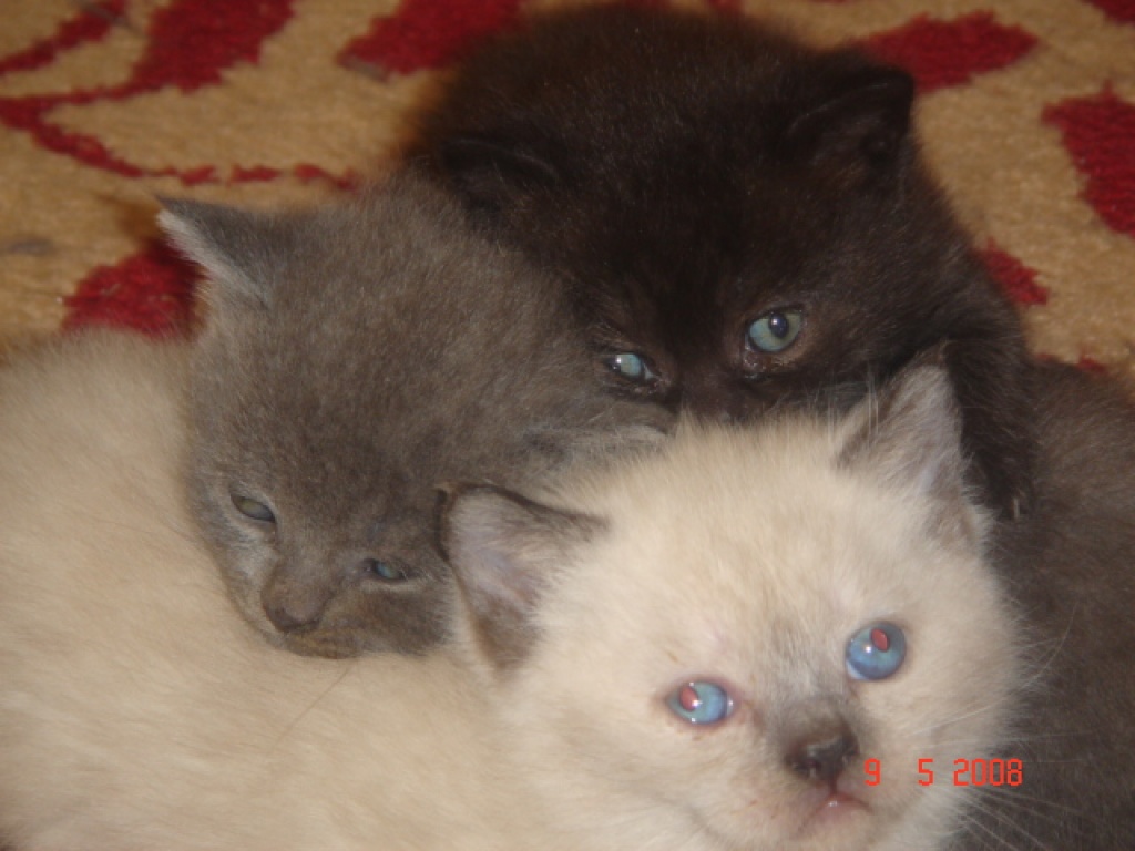 BKH, schildpatt, colorpoint, kartheuser, schwarz - British Kurzhaar - Gera