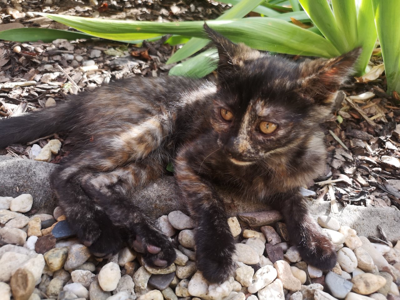 Katzenkinder suchen Dosenöffner - Mischling - Geusa