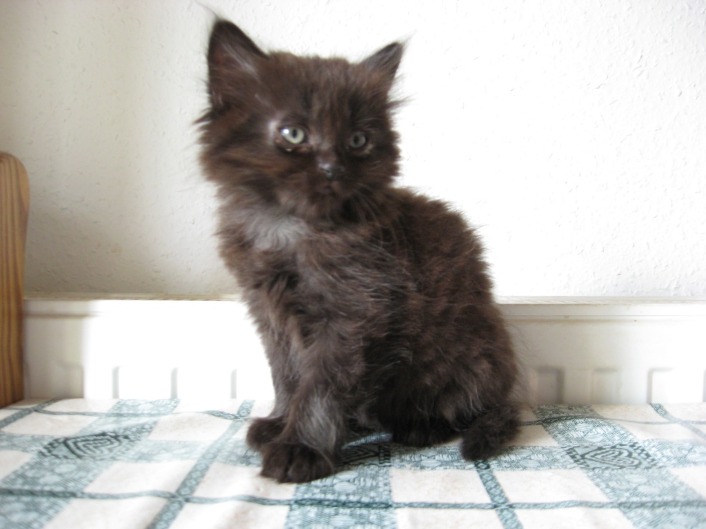 Ein zuckersüßer sibirischer Waldkater zu verkaufen - Sibirische Katze - Bautzen