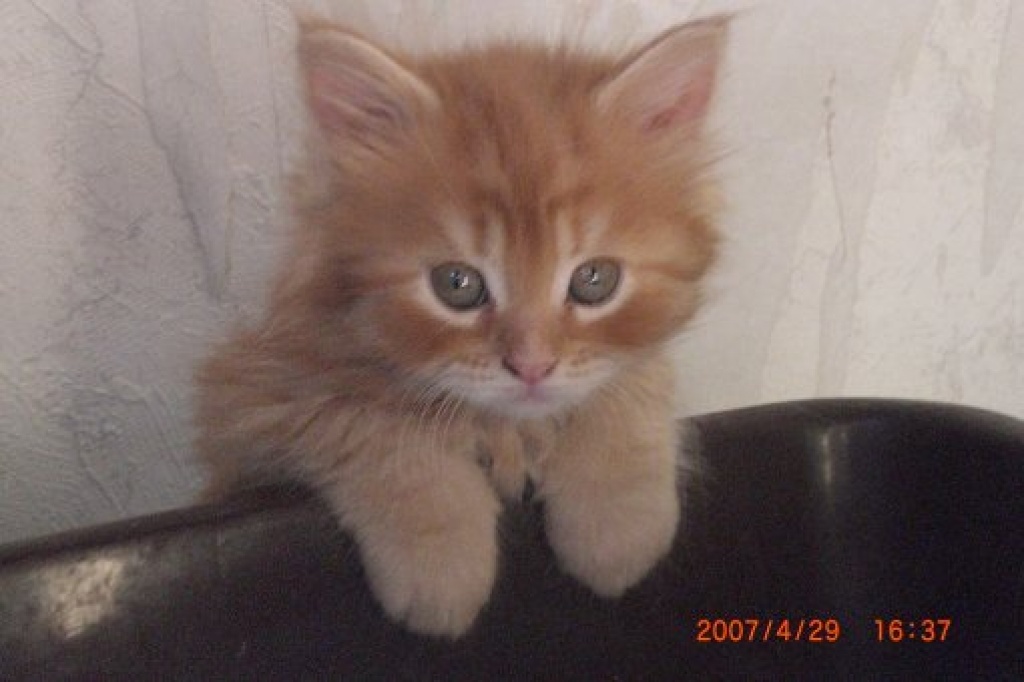 Supersüsses reinrassiges Rotes Maine Coon-Katerchen abzug. - Maine Coon - Klingenberg am Main
