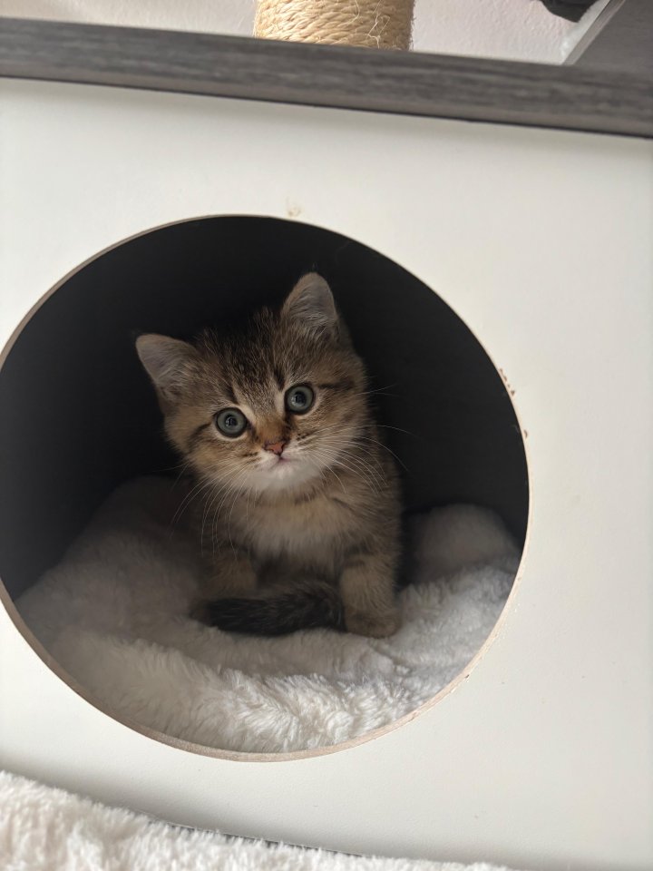 Liebevoller BKH-Kater, 10 Wochen alt, geimpft & stubenrein - British Kurzhaar - Dorsten