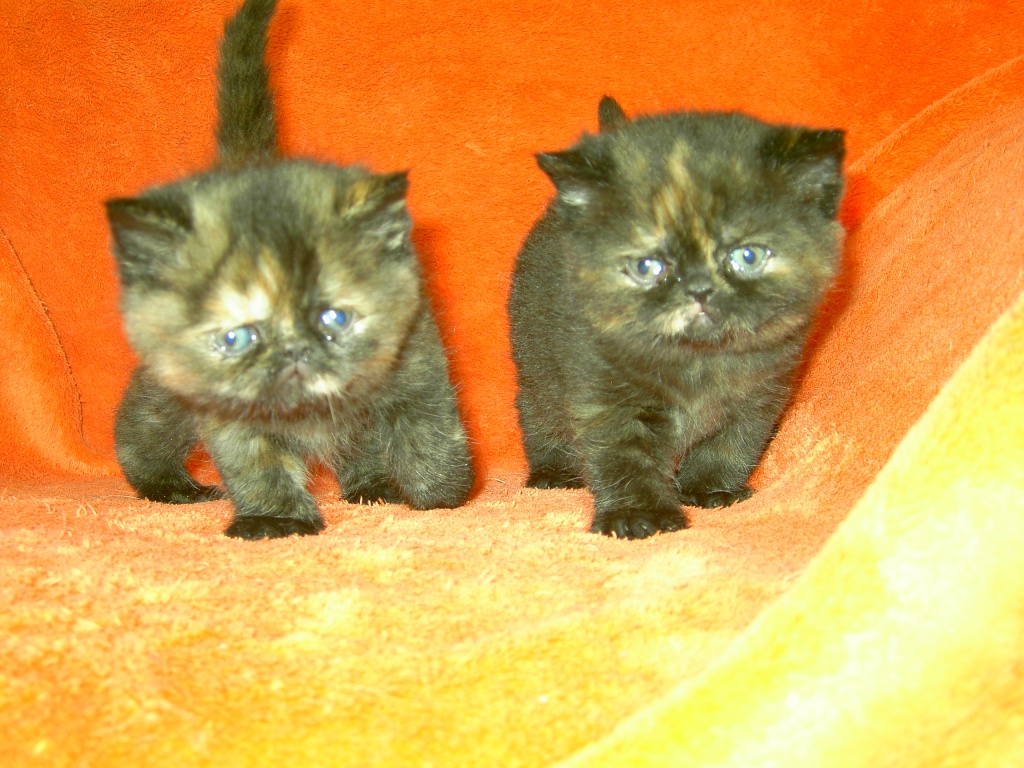 Exotic Shorthairbabys - Exotic Shorthair - Nackenheim