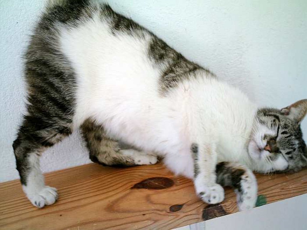 Malika, hatte mal ein Zuhause... - Hauskatzen - Oberhausen