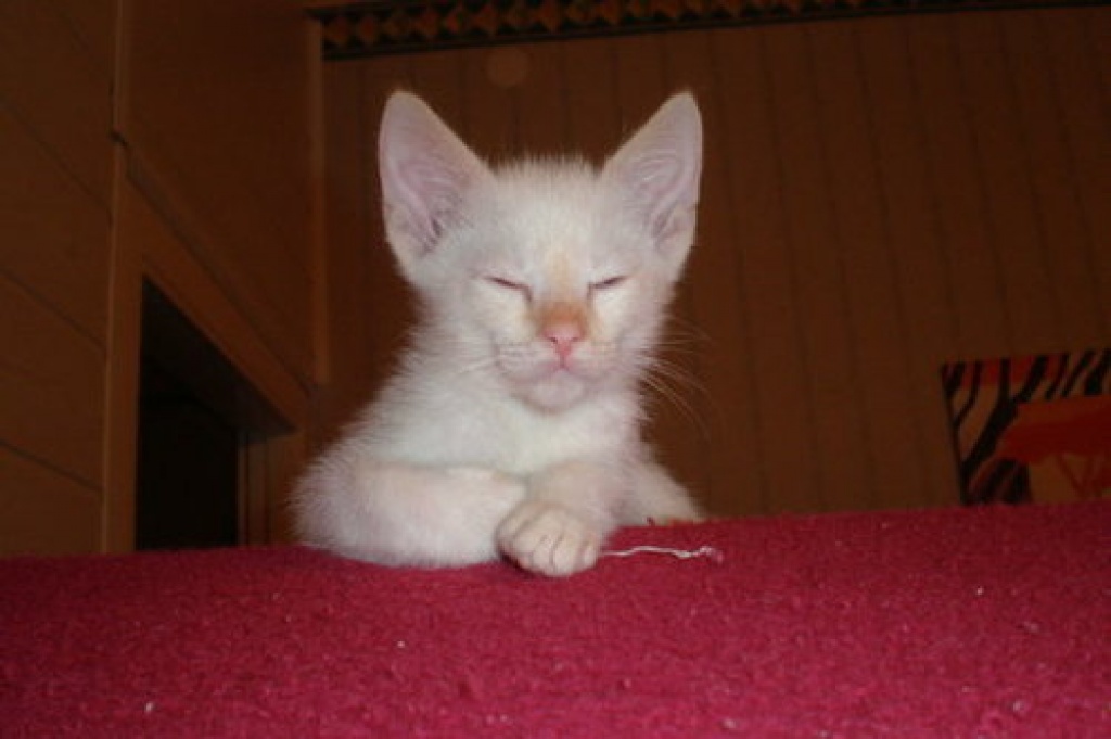 Siam Kitten - Siam - Berlin