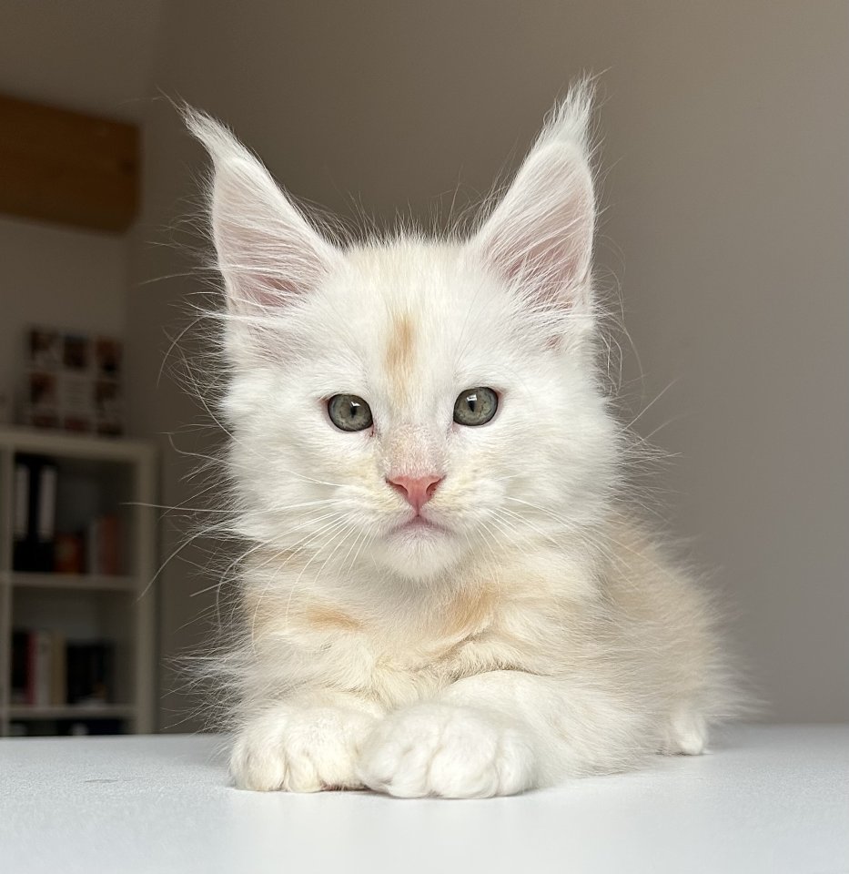 Maine Coon Boys abzugeben - Maine Coon - Much