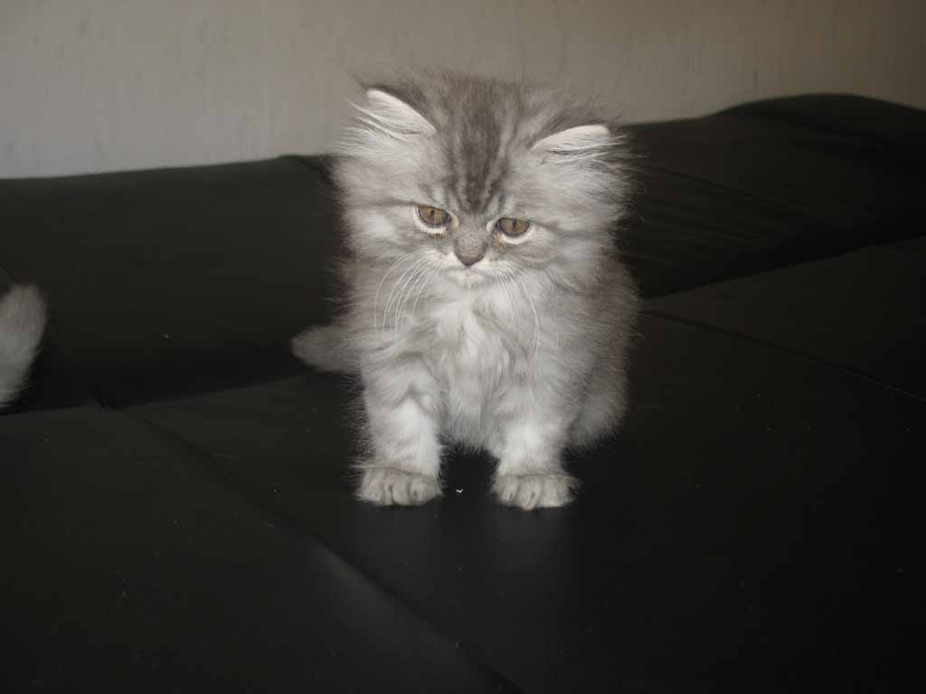 Norweger-Perser-Kitten - Perser - Wuppertal