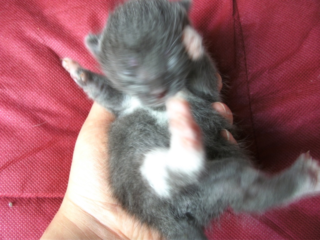 Katzenbaby Kathaeuser Mix - Mischling - Erftstadt