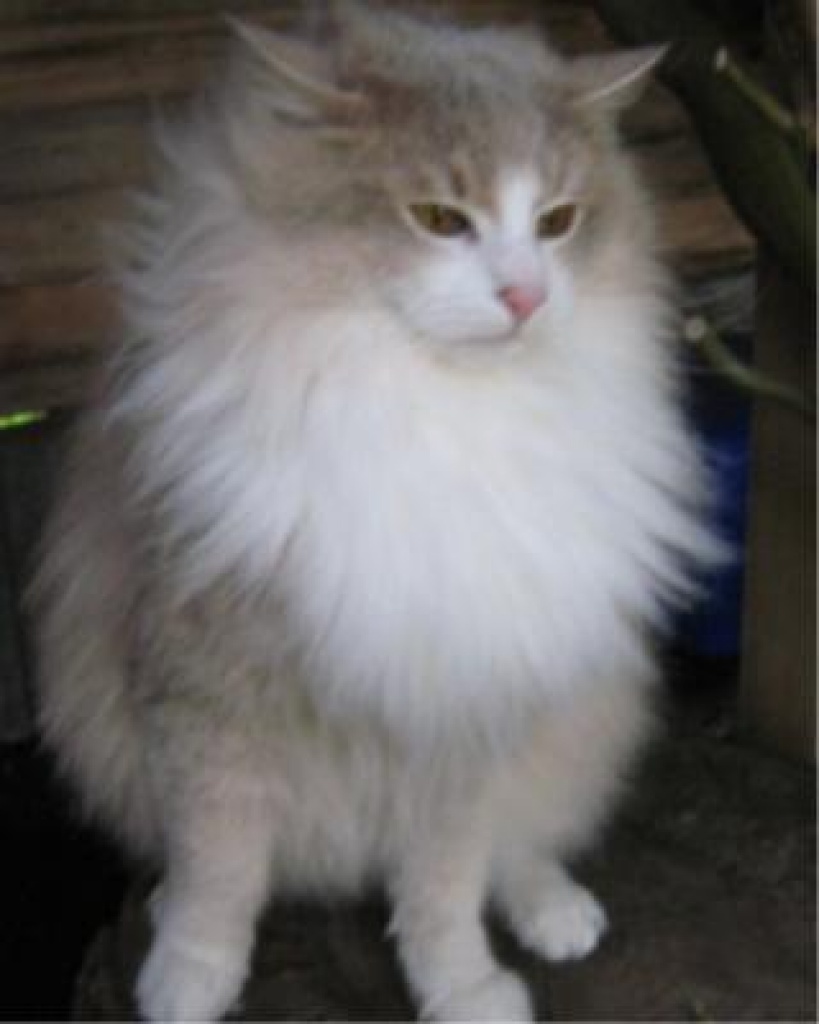 Nporwegischer Waldkater Deckkater in Amber/light/tabby/ticked/white - Deckkater - Wetter Hessen