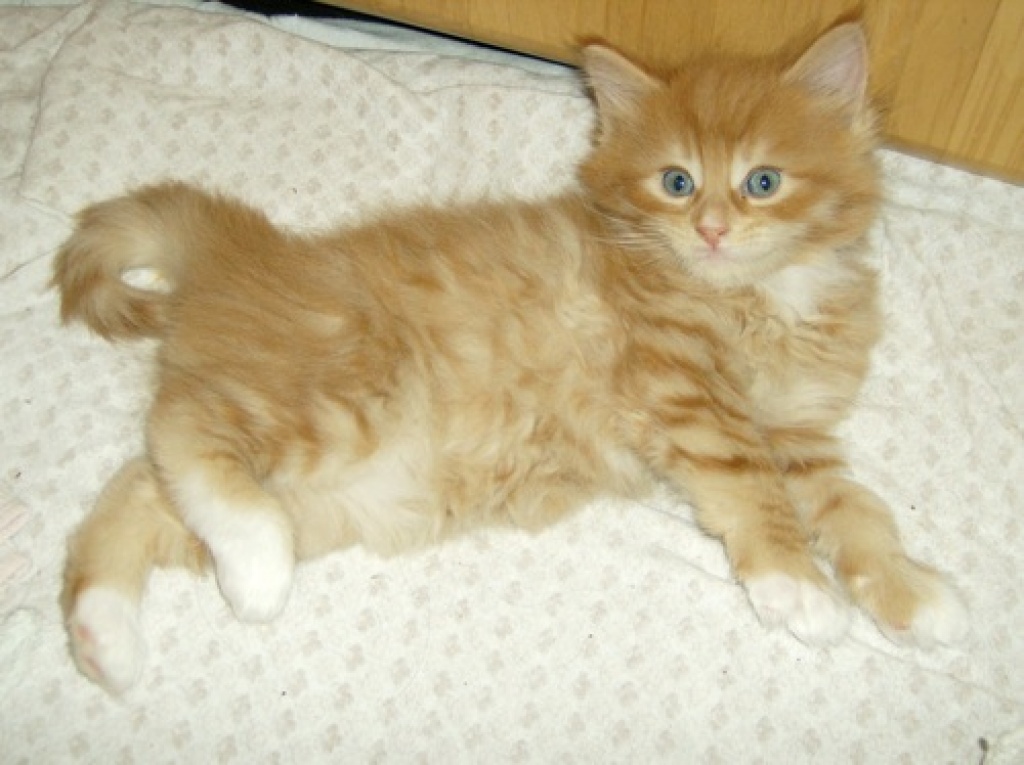 Suche Roten Main Coon Mix Kater - Mischling - Saarbrücken