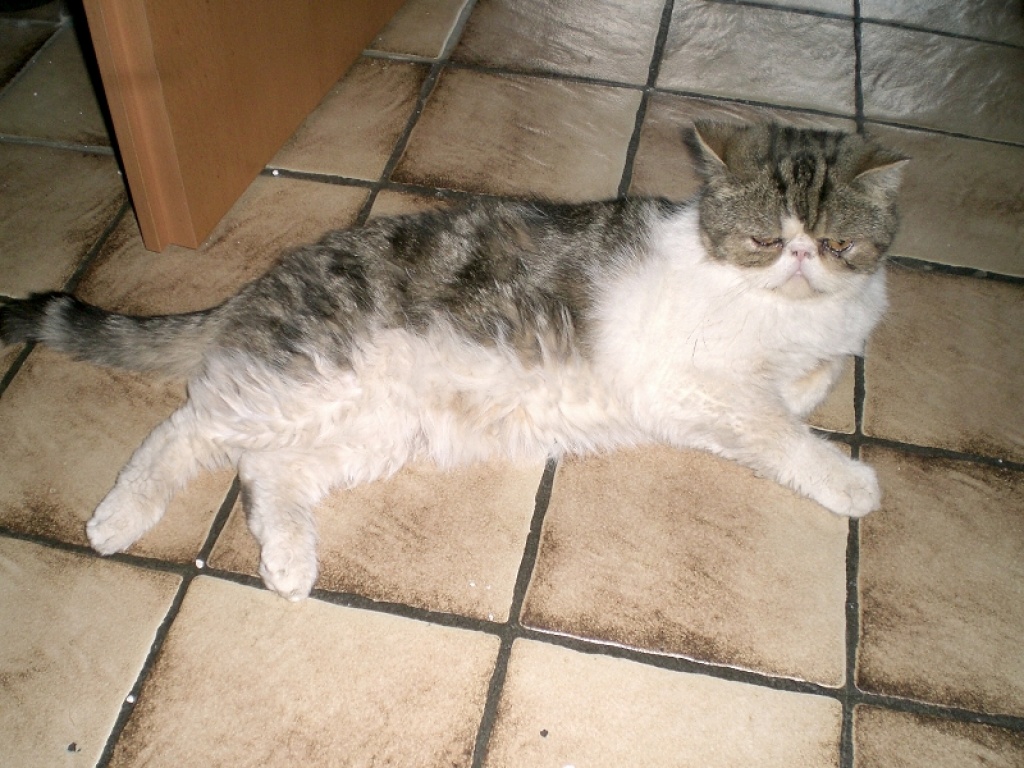 Exotic Shorthair Kater - Exotic Shorthair - Bochum