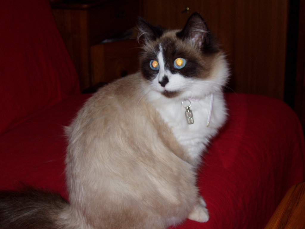 Deckkater gesucht Neva Masquarade mit Stammbaum - Neva Masquarade - Brunn am Gebirge