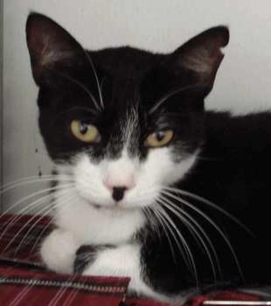 Katze Tina, wer zeigt ihr die Sonnenseite des Lebens? - Hauskatzen - Oberhausen