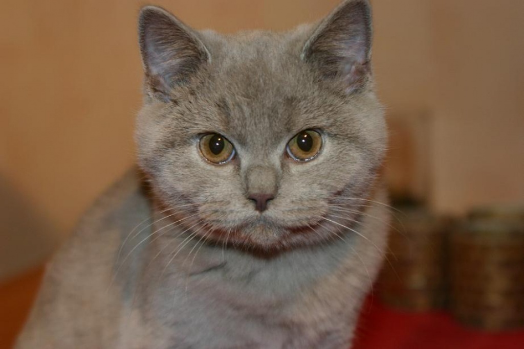 Traumhaftes Britenkaterchen sucht neues zu Hause - British Kurzhaar - Wachtberg