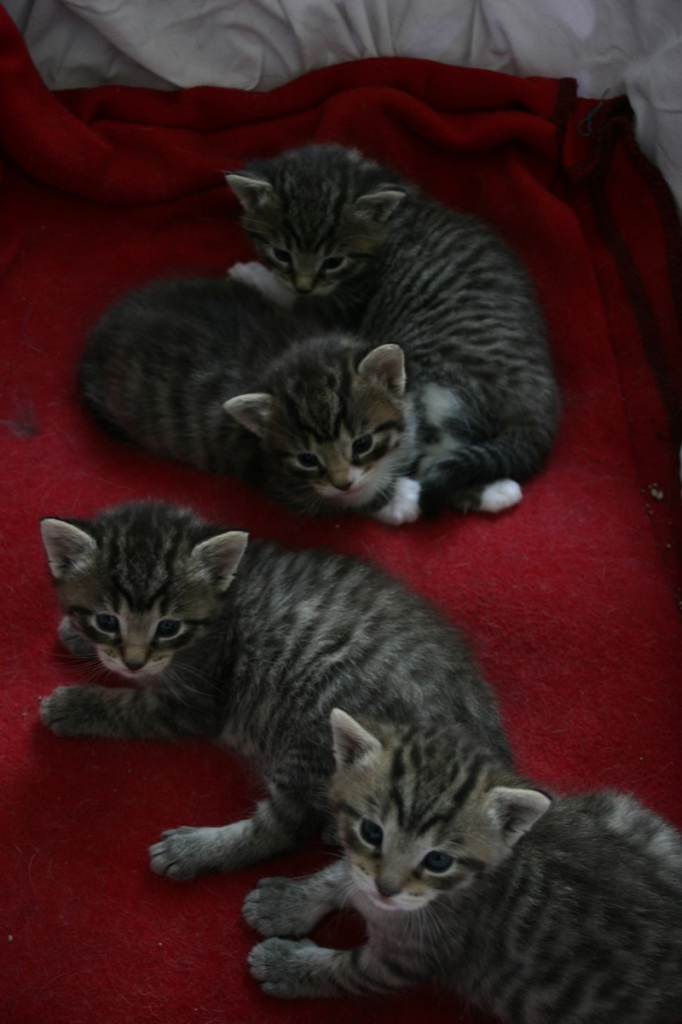 Katzenbabies suchen liebevolles zuhause - Mischling - Rödermark