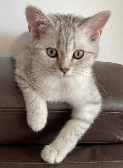 Bkh Kitten mit offenen Stammbaum blg.“B“ - British Kurzhaar - Offenburg 