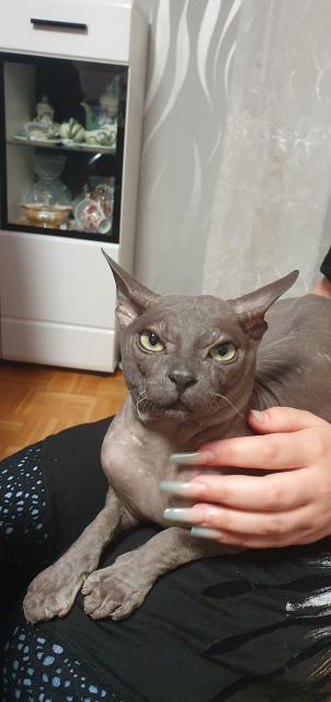 Don.sphynx - Sphynx - Giengen