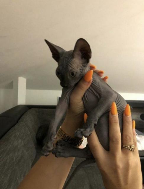 Sphynx Weibchen (Mädchen) - Katzen Sonstige - Dissen