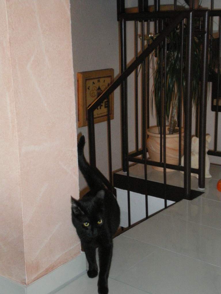 Suchen Katzensitter in 45770 Marl - Katzensitter - Marl