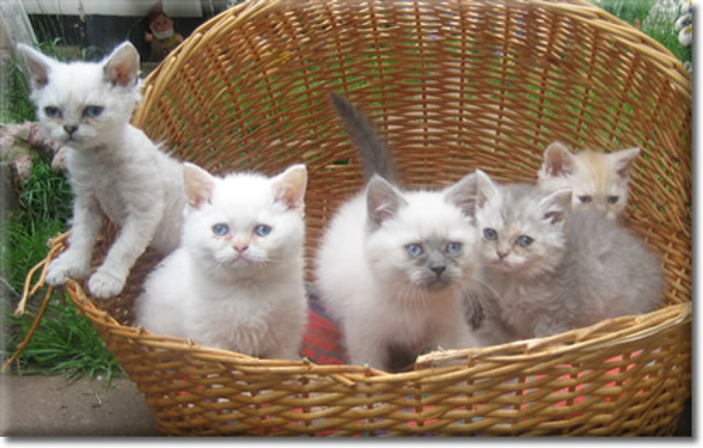 Gelockte Selkirk Rex Kätzchen - Selkirk Rex - Mechernich