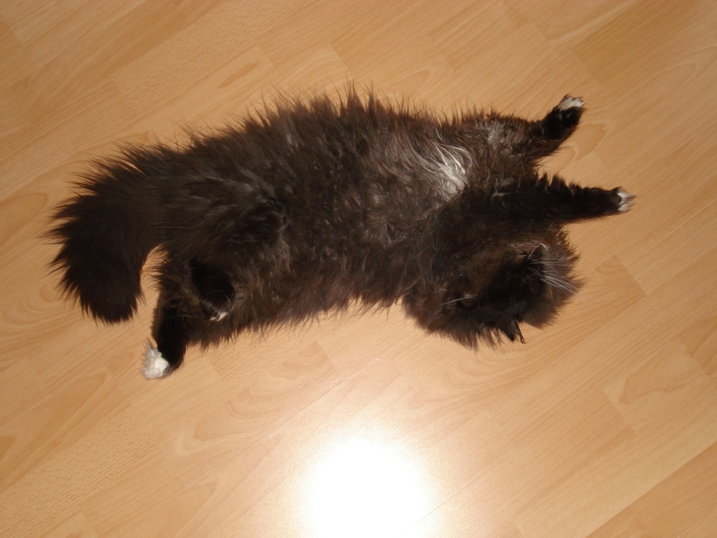 Perser Deckkater - Perser - Paderborn