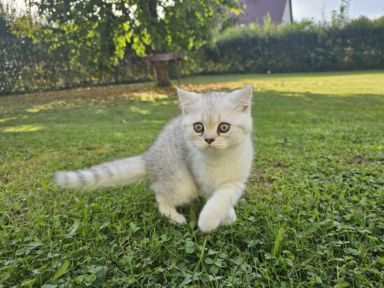 Britisch kurzhaar kitten - British Kurzhaar - Gundelfingen