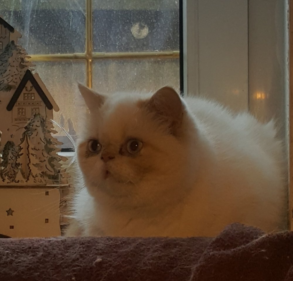 Colourpoint, Exotic Shorthair, blaue Augen, Katze, Jungtier - Exotic Shorthair - Zeitz
