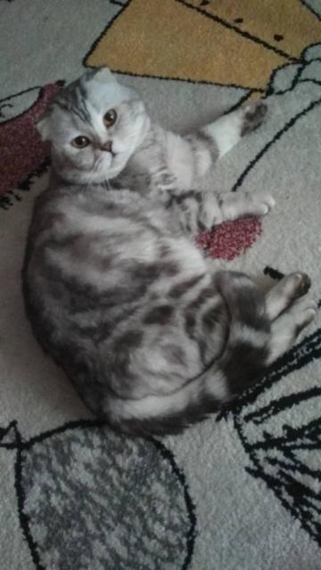 Scottish-Fold-Shorthair-Deckkater - Exotic Shorthair - Berlin