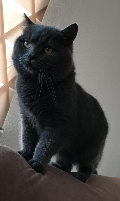BKH DECKKATER  - British Kurzhaar - Duisburg 