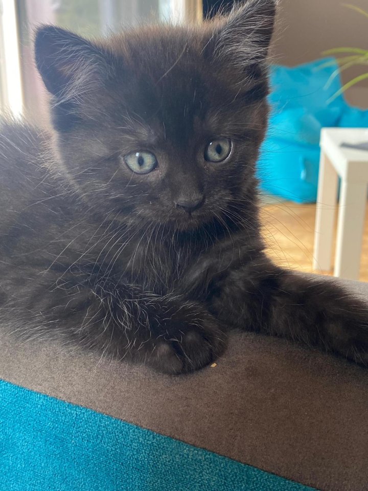 Siam-Perser-Mix Katzenwelpen - Mischling - Berlin