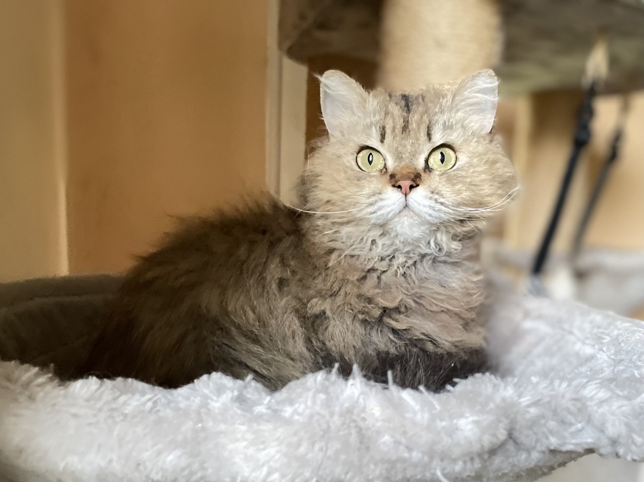 BKH-SRS Silver und tabby, Chocolate und Cinnamon - British Kurzhaar - Elze