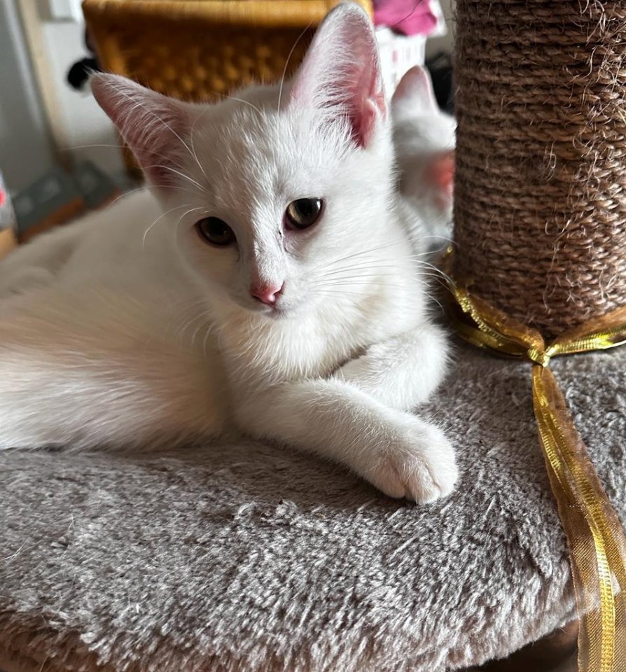 2 süße Perserkatzen Mix - Hauskatzen - Schemmerhofen