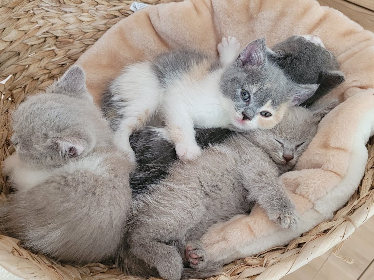 Reinrassige BKH Kitten auszugsbereit - British Kurzhaar - Moorenweis