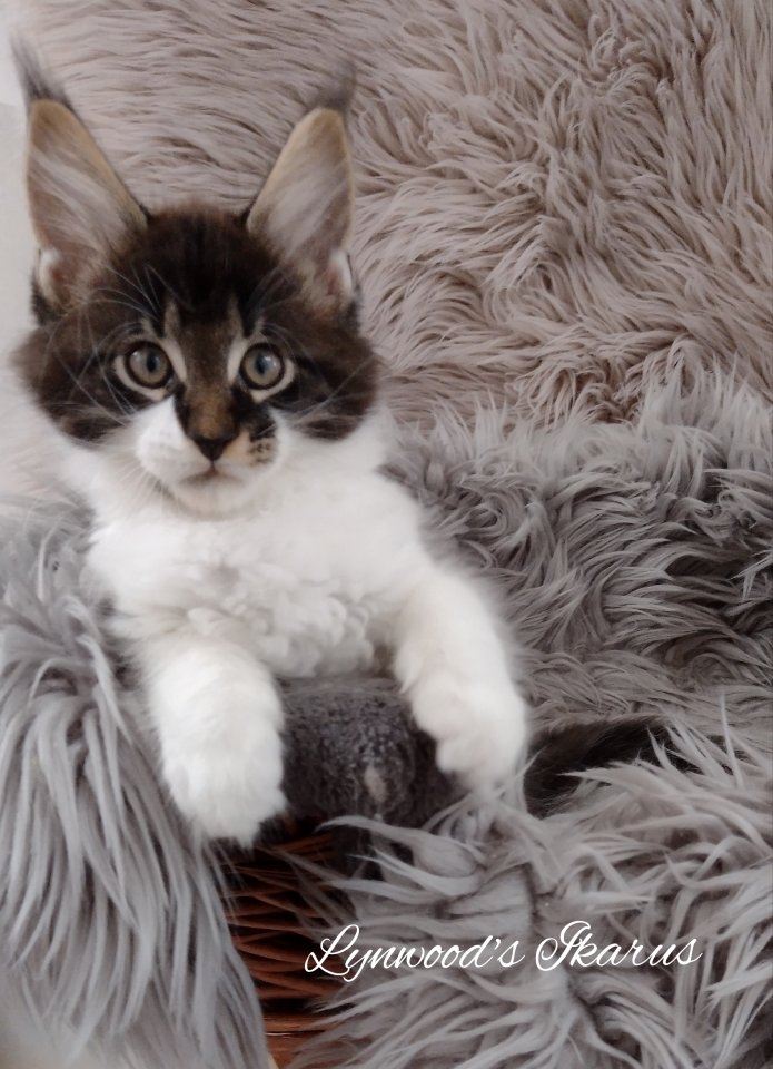 Wunderschöne reinrassige Maine Coon Kitten - Maine Coon - Niederaichbach