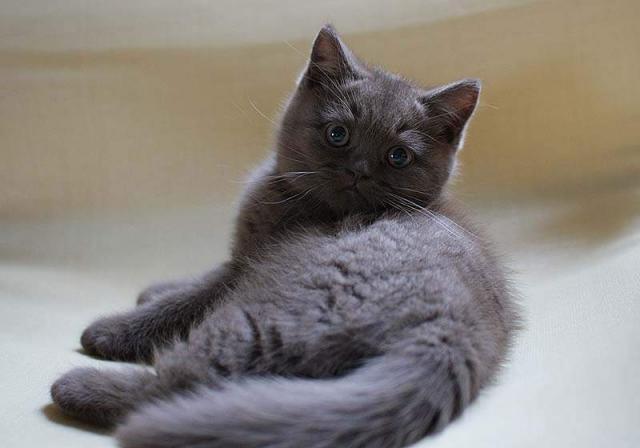 BKH Kitten mit Stammbaum - British Kurzhaar - Obergurig