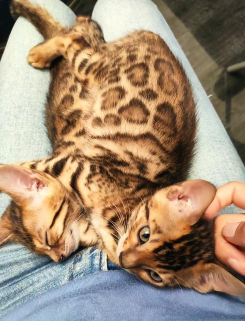 Bengalkitten 9.Woche - Bengal - Neu Isenburg