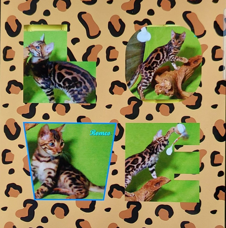 Exklusiver und pfiffiger Bengal Kater, Donat Rosetten, Eyecatcher, unkastriert! - Bengal - Wittmund