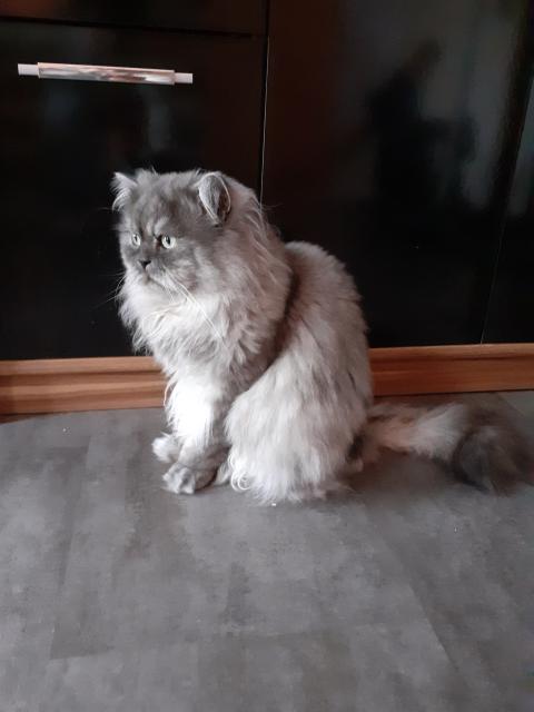 Perser Deckkater. - Deckkater - Sarstedt