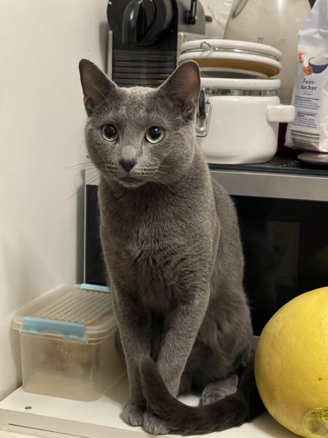 Russische Blau Deckkater  - Russisch Blau - Berlin