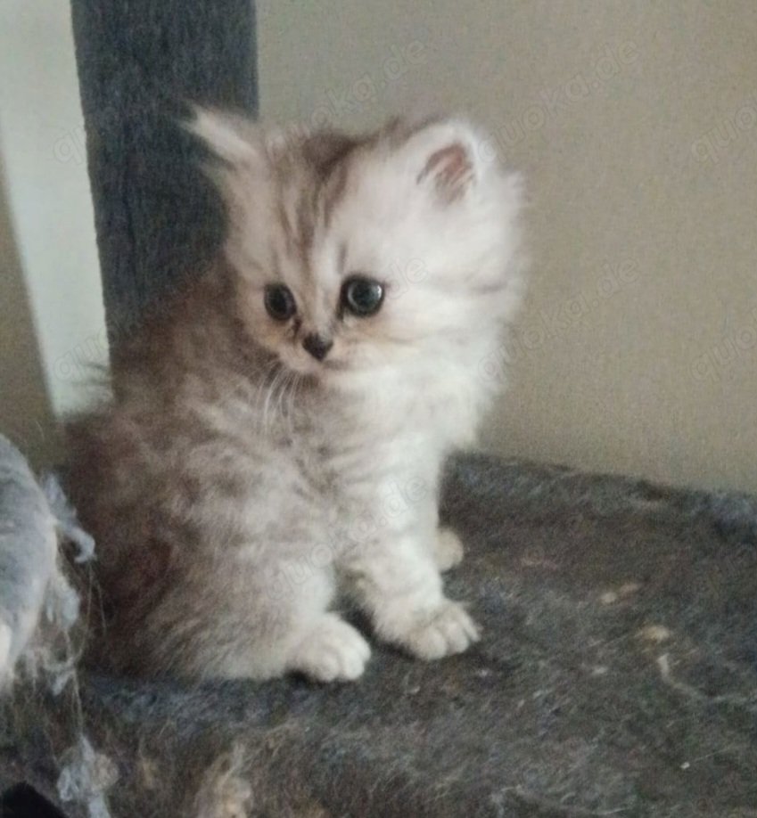 Perser Kitten 12 Wochen alt - Perser - Talheim