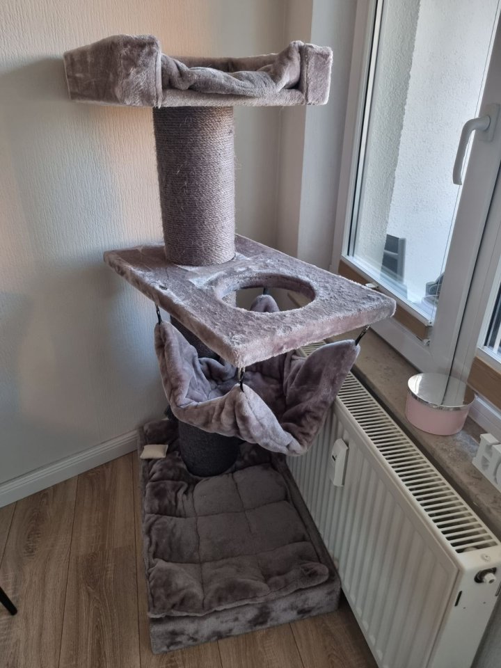 Dringend! 2 Katzen halb BKH halb Scottish fold suchen ein Liebevolles Zuhause - Mischling - Norderstedt