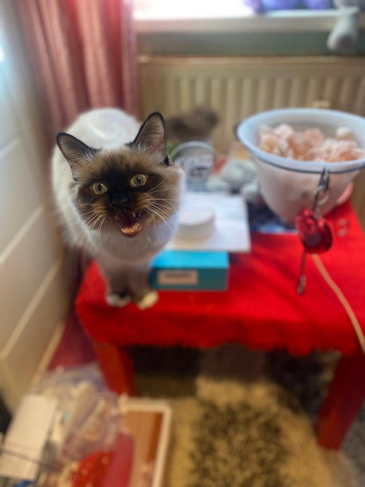 Deckkater heilige birma mit Ahnentafel - Deckkater - Kiel 