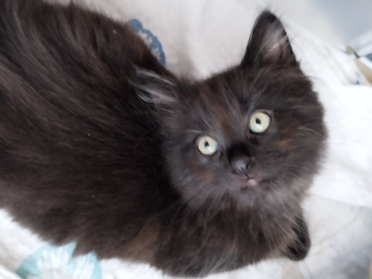 Sibirische Katze Waldkatze Katzen Babys - Sibirische Katze - Heinsberg