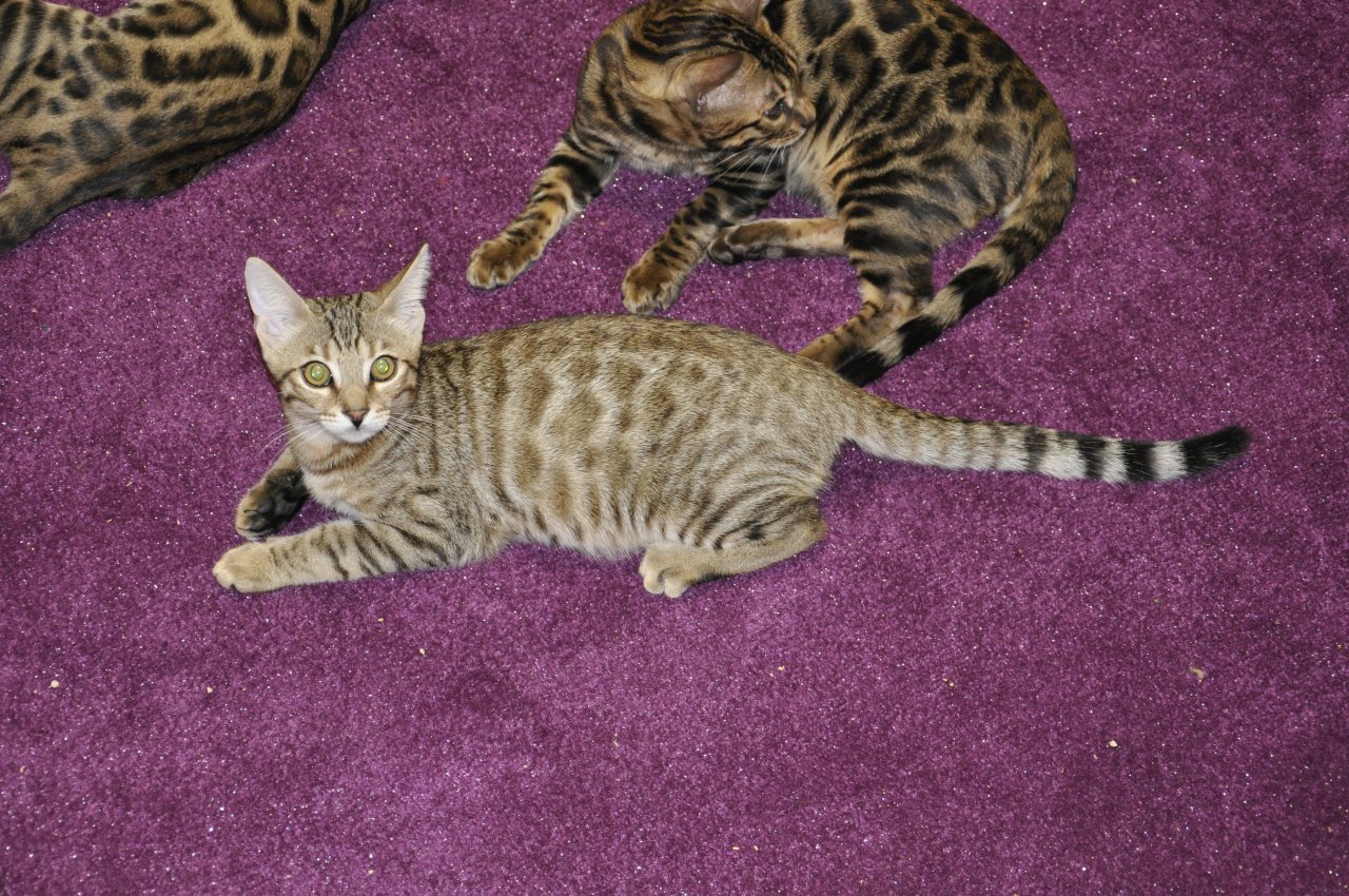 Mix Kater Lezte Kater - Mischling - Bad Schönborn