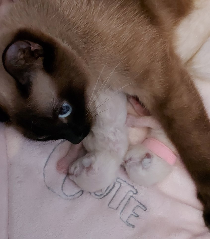Reinrassige Siamkitten - Siam - Mindelheim