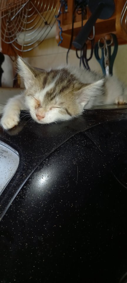 Dosenöffner gesucht - Hauskatzen - Dermbach/Stadtlengsfeld