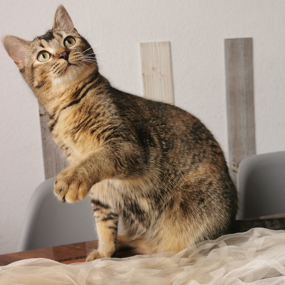 *Suchen Sie das Besondere? BLH/Bengal-Schmusemonster* - Mischling - Zweibrücken