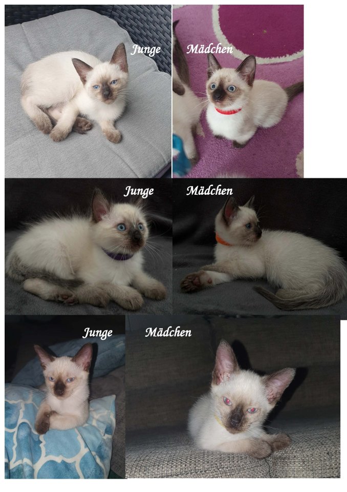 Reinrassige Siam Kitten - Siam - Arnsberg 